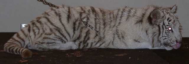 tiger10
