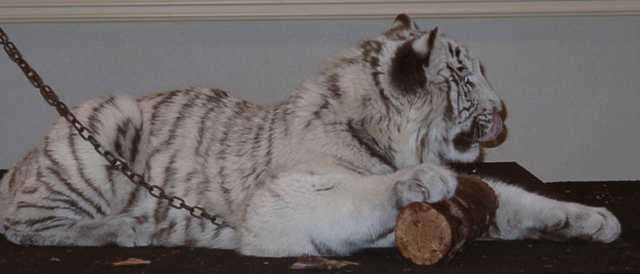 tiger12