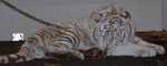 tiger13
