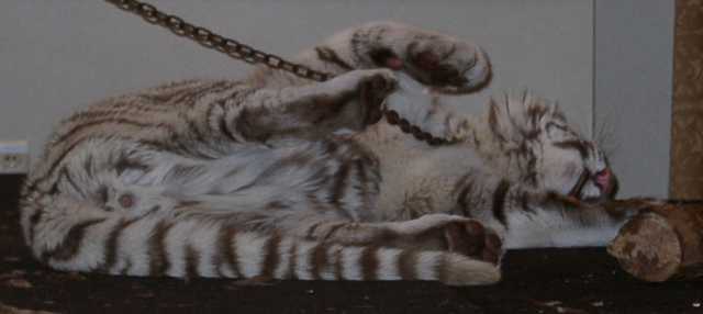 tiger14