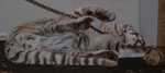tiger14
