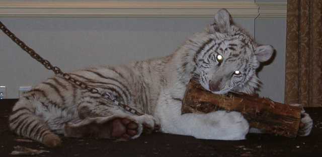 tiger15