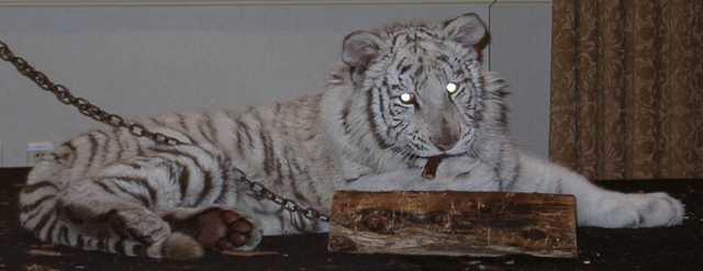 tiger16