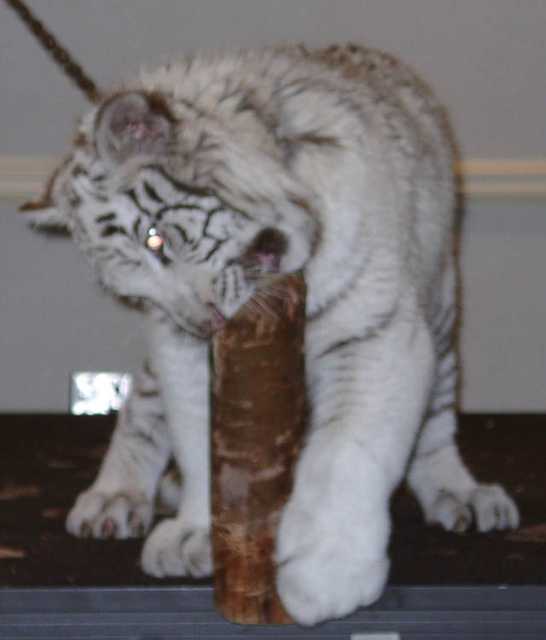 tiger17