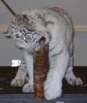 tiger17