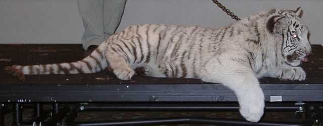 tiger19