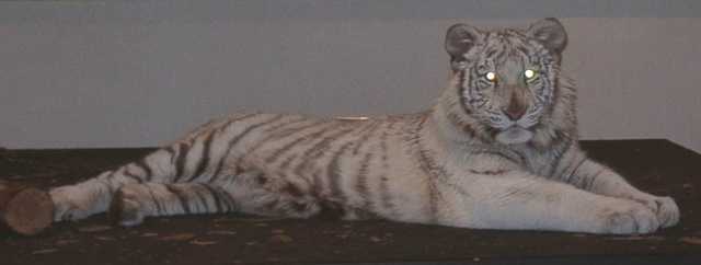 tiger22