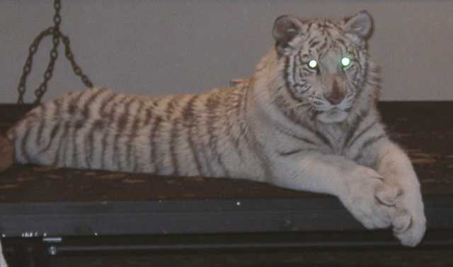tiger23