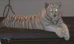 tiger23