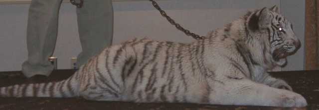 tiger25