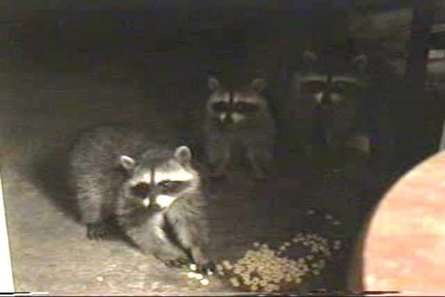 A raccoon mother and her babies visit.
Resolution:160x120320x240640x480
RealVideo Stream:
56k
128k
256k
512k
RealVideo Download:
630Kb
1475Kb
4121Kb
8265Kb

