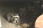A raccoon mother and her babies visit.
Resolution:160x120320x240640x480
RealVideo Stream:
56k
128k
256k
512k
RealVideo Download:
630Kb
1475Kb
4121Kb
8265Kb

