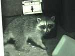 August 13, 2003 - new babies part 1 (Night Shot video)
Resolution:160x120320x240640x480
RealVideo Stream:
56k
128k
256k
512k
RealVideo Download:
978Kb
2853Kb
6401Kb
12776Kb

