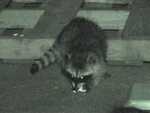 August 13, 2003 - new babies part 3 (Night Shot video)
Resolution:160x120320x240640x480
RealVideo Stream:
56k
128k
256k
512k
RealVideo Download:
1431Kb
4168Kb
9340Kb
18633Kb

