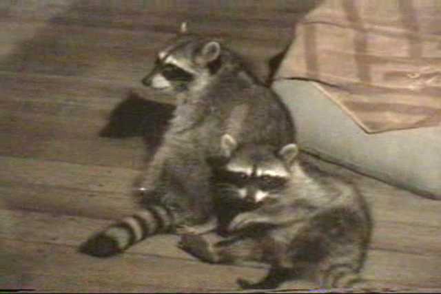 Two raccoons being affectionate.
Resolution:160x120320x240640x480
RealVideo Stream:
56k
128k
256k
512k
RealVideo Download:
793Kb
1854Kb
5191Kb
10426Kb

