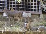 Family of deer in the backyard (buck, doe, boy and girl fawns)
Resolution:160x120320x240640x480
RealVideo Stream:
56k
128k
256k
512k
RealVideo Download:
1878Kb
5480Kb
12340Kb
24577Kb

