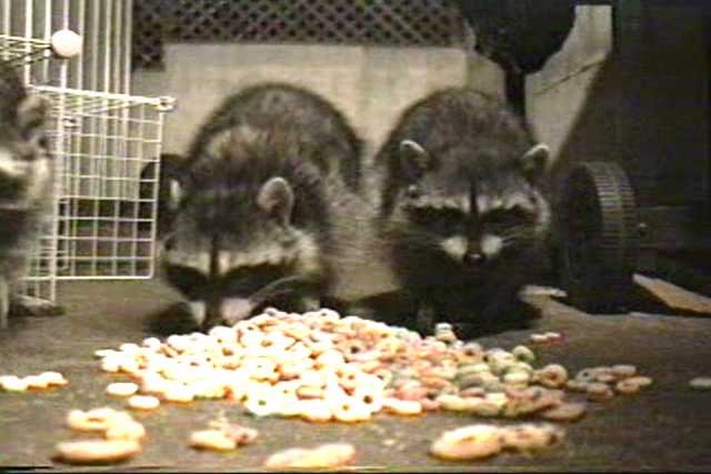 Raccoons get close to the camera for Froot Loops (20 min).
Resolution:160x120320x240640x480
RealVideo Stream:
56k
128k
256k
512k
RealVideo Download:
4931Kb
14366Kb
32136Kb
64106Kb

