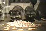 Raccoons get close to the camera for Froot Loops (20 min).
Resolution:160x120320x240640x480
RealVideo Stream:
56k
128k
256k
512k
RealVideo Download:
4931Kb
14366Kb
32136Kb
64106Kb

