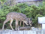 Mother doe brings her two little fawns for free food.
Resolution:160x120320x240640x480
RealVideo Stream:
56k
128k
256k
512k
RealVideo Download:
5084Kb
14829Kb
33182Kb
66345Kb
