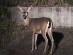 Mother doe shows up for a late night snack, and encounters a cat and raccoon.
Resolution:160x120320x240640x480
RealVideo Stream:
56k
128k
256k
512k
RealVideo Download:
986Kb
2881Kb
6441Kb
12866Kb

