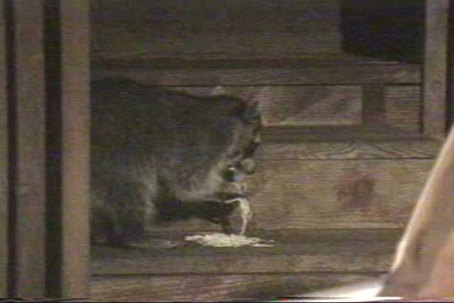 A raccoon tries to eat pasta.
Resolution:160x120320x240640x480
RealVideo Stream:
56k
128k
256k
512k
RealVideo Download:
378Kb
886Kb
2479Kb
4970Kb

