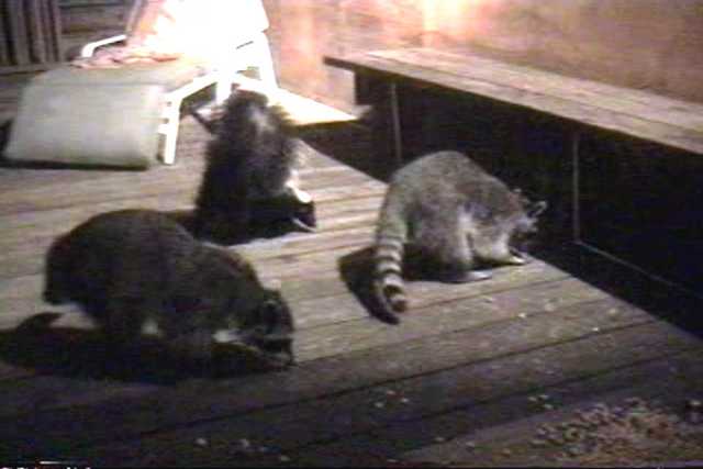 A skunk joins the raccoons.
Resolution:160x120320x240640x480
RealVideo Stream:
56k
128k
256k
512k
RealVideo Download:
871Kb
2036Kb
5687Kb
11489Kb


