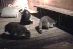 A skunk joins the raccoons.
Resolution:160x120320x240640x480
RealVideo Stream:
56k
128k
256k
512k
RealVideo Download:
871Kb
2036Kb
5687Kb
11489Kb


