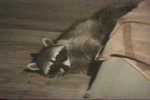A raccoon plays with a towel.
Resolution:160x120320x240640x480
RealVideo Stream:
56k
128k
256k
512k
RealVideo Download:
165Kb
394Kb
1092Kb
2320Kb

