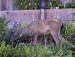 This young buck invaded the back yard. He likes apple slices though.
Resolution:160x120320x240640x480
RealVideo Stream:
56k
128k
256k
512k
RealVideo Download:
1610Kb
4685Kb
10504Kb
20940Kb

