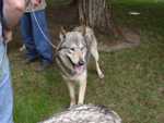 Timberwolves_Killian-02