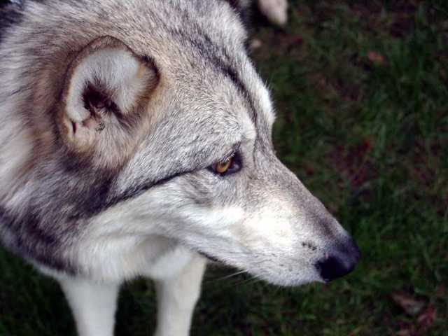 Timberwolves_Paleface-01