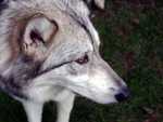 Timberwolves_Paleface-01
