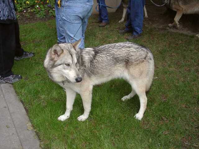 Timberwolves_Paleface-02