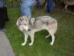 Timberwolves_Paleface-02