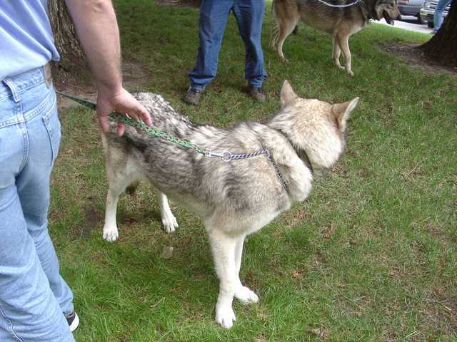 Timberwolves_Paleface-03