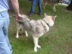 Timberwolves_Paleface-03