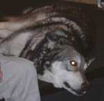 wolf01