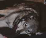 wolf02