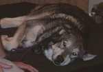 wolf03
