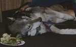 wolf04