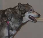 wolf05