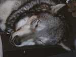 wolf07