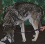 wolf08