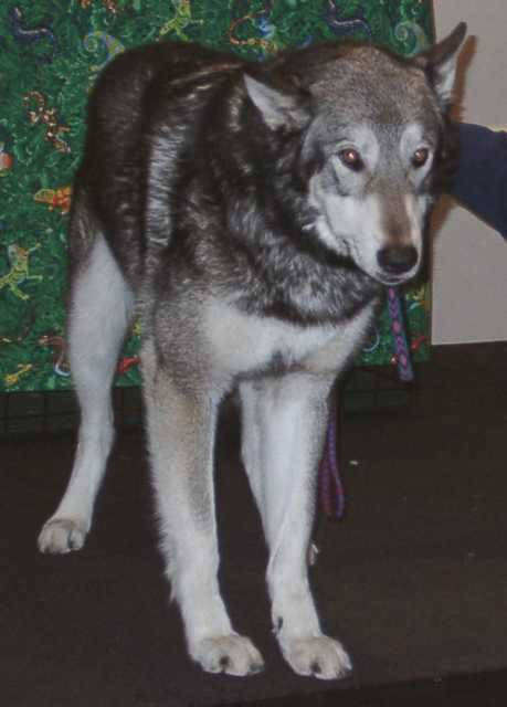 wolf09