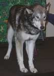 wolf09