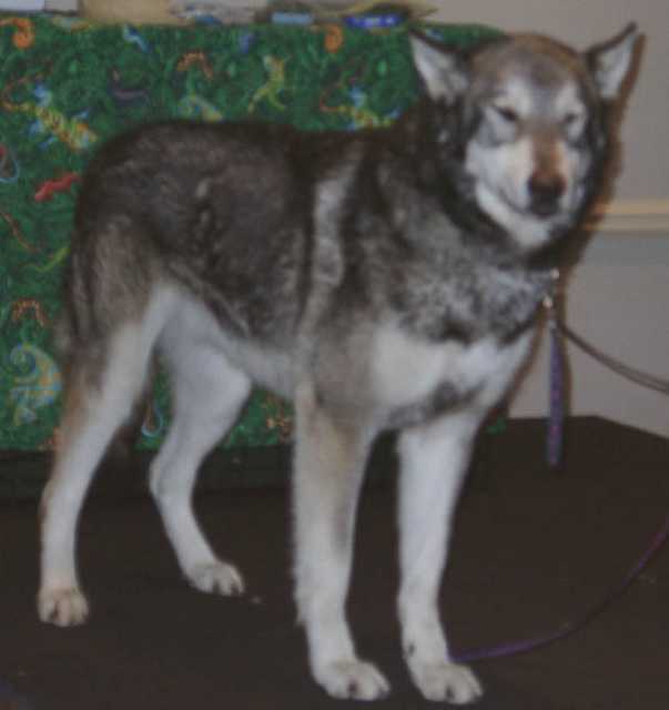 wolf10