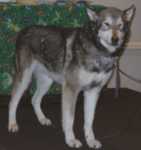 wolf10