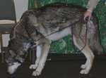wolf11