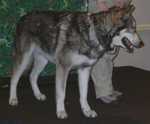 wolf12