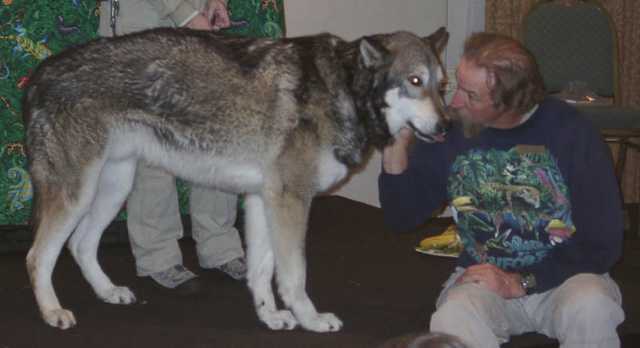 wolf13
